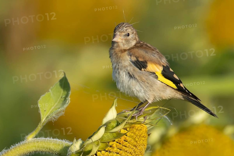 European goldfinch (Carduelis carduelis) juvenile bird on a sunflower seed head, England, United Kingdom