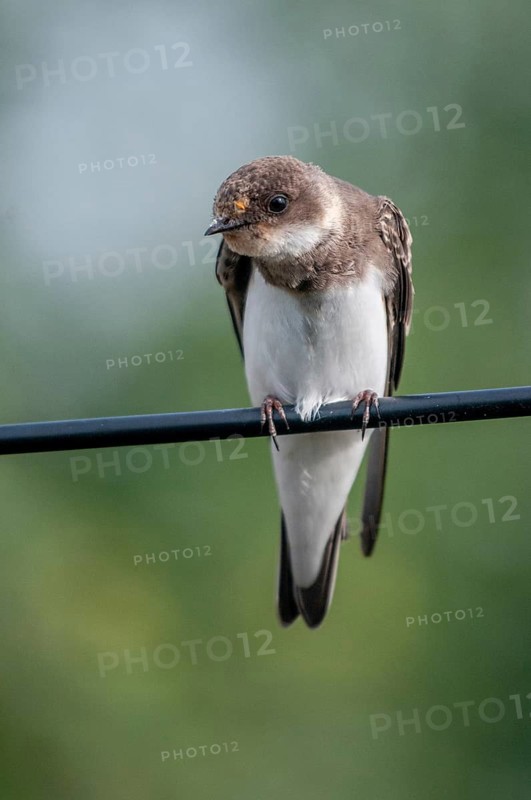 Bank Swallow, Riparia Riparia, Sand Martin, Swallow, Black Swallow, Birds, High Size, Portrait Format, Passeri, Songbirds, Birds