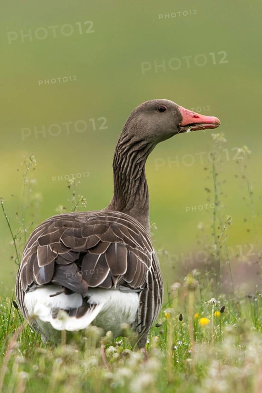 Anser Anser, Greylag or Graylag Goose, Grelag Goose, Anatidae, Birds, Duckbirds, Goose, Geese, High Size, Portrait Format, Birds, Waterbirds