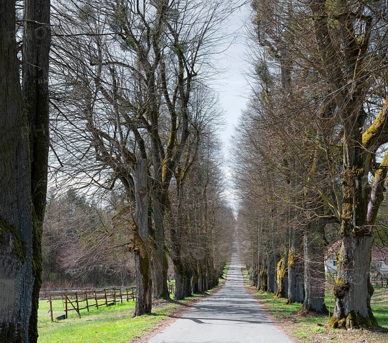 Leafless lime tree avenue (Tilia), driveway to Greifensatein Castle, Heiligenstadft, Upper Franconia, Bavaria, Germany