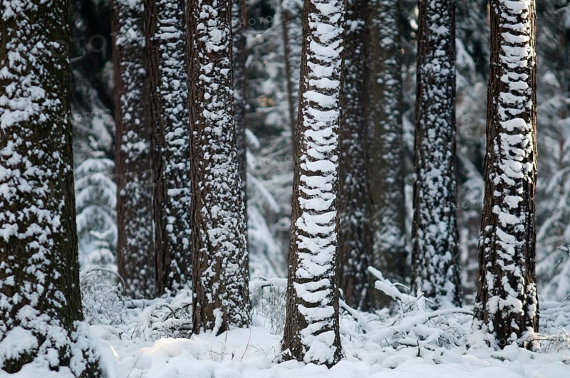 Tree, trees, coniferous forest, snow, tree, forest, winter, wood