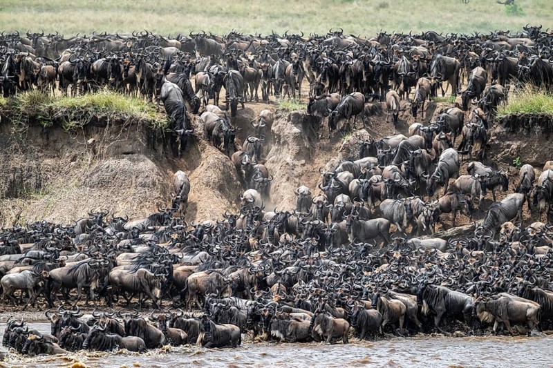 The Great Migration, Huge herds of wilderbeast (Connochaetes taurinus) crossing the Mara river and swimming to the other side, Serengeti Nationalpark, Tanzania