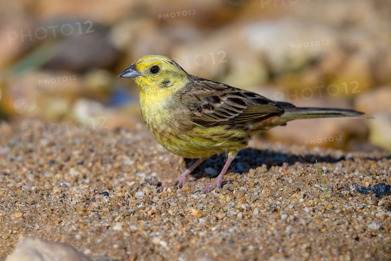Emberiza citrinella, goldammer, yellowhammer, birds, male, passeri, songbirds, birds
