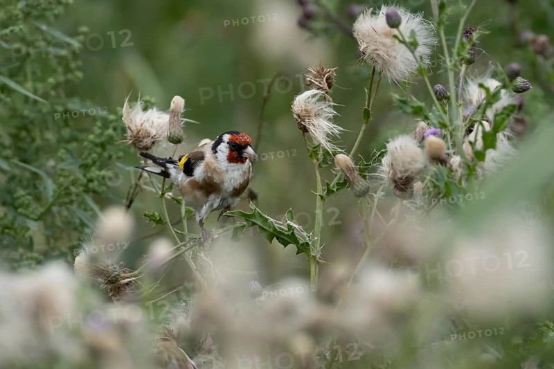 European goldfinch (Carduelis carduelis) adult bird on a Creeping thistle (Cirsium arvense) seedhead, England, United Kingdom