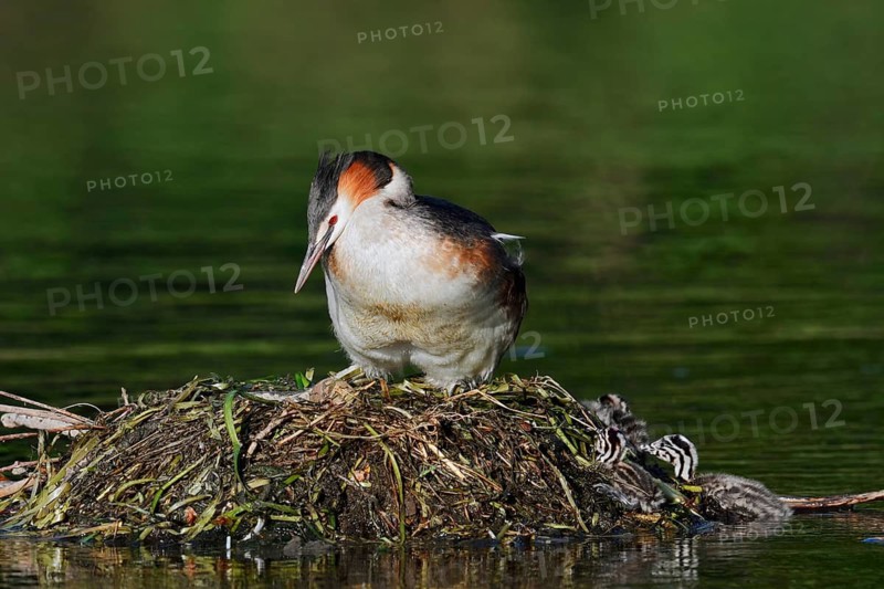 Great Crested Grebe (Podiceps scalloped ribbonfish) with chicks on the nest, North Rhine-Westphalia, Germany