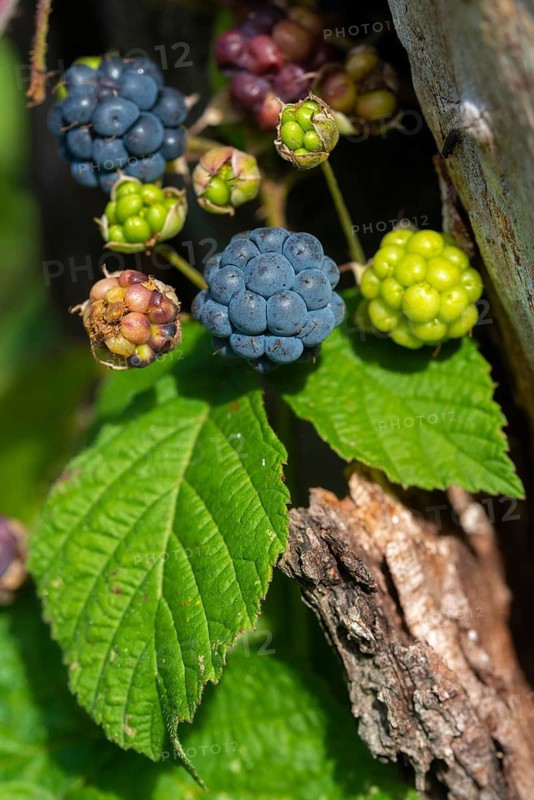 Field berry, frosted blackberry, bockberry, blackberry, European dewberry, scratberry, croatberry, rosaceae, rose family, rubus caesius, flora, high size, portrait format, plants, plants