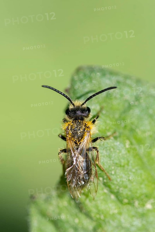 Andrena cf. nigroaenea, Andrena nigroaenea, apiformes, bees, buffish mining bee, ore-colored sand bee, hymenoptera, sand bee, high size, portrait format, insects, male, wild bees