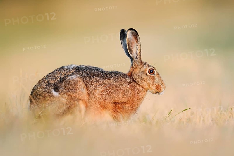 A brown hare (Lepus europaeus) sits in a parched meadow, North Rhine-Westphalia, Germany