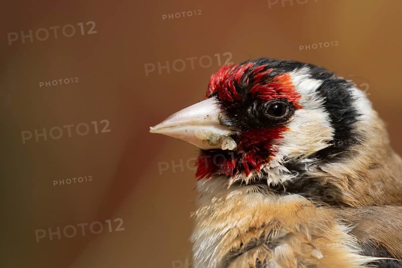 European goldfinch (Carduelis carduelis) adult bird head portrait, England, United Kingdom