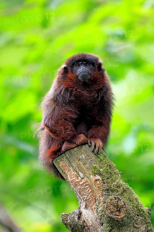 Coppery titi (Plecturocebus cupreus, syn.: Callicebus cupreus), adult, alert, sitting, tree trunk, South America