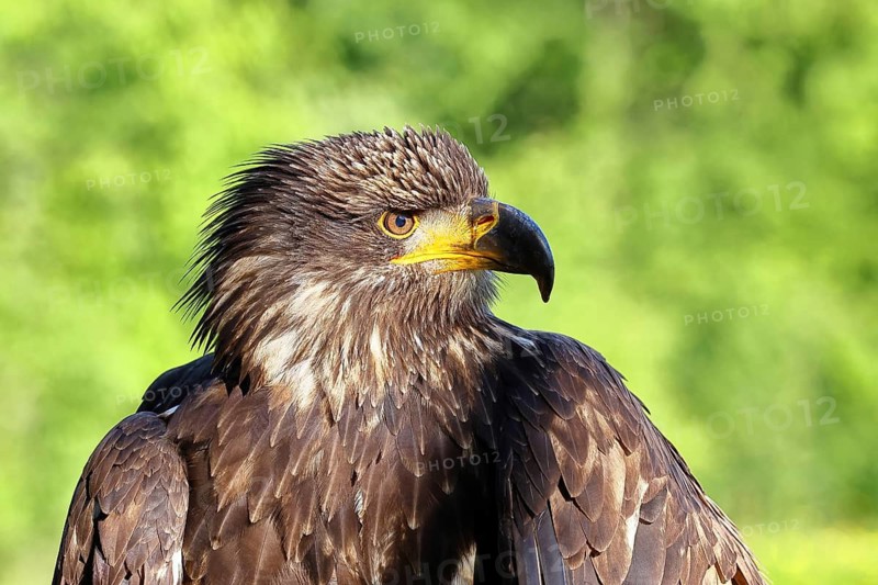 Bald Eagle (Haliaeetus leucocephalus), animal portrait, juvenile, captive, found in North America, Rhineland-Palatinate, Germany