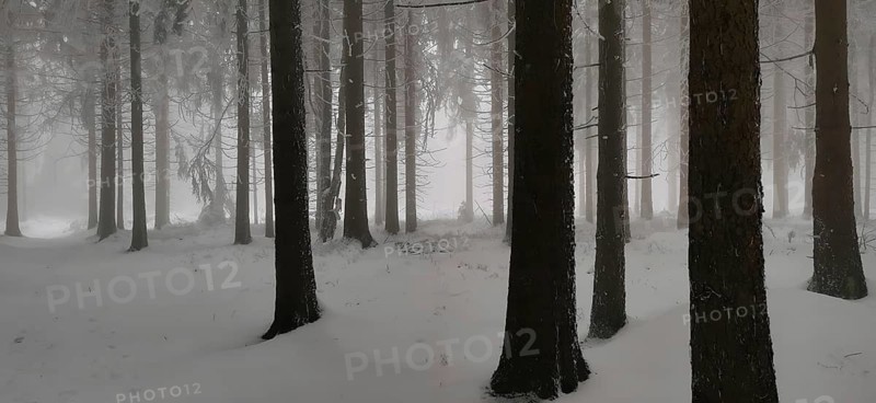Snowy winter forest with tall conifers and foggy atmosphere, hiking in winter, Rennsteig, Thuringian Forest nature park Park