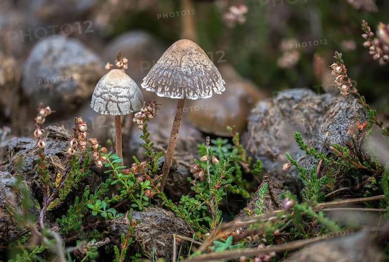 Fertiliser, Panaeolus castaneifolius, Panaeolus olivaceus, dotted spored fertiliser, dung, fungi, fungus, horses, droppings, manure, horses, horse manure, mushrooms