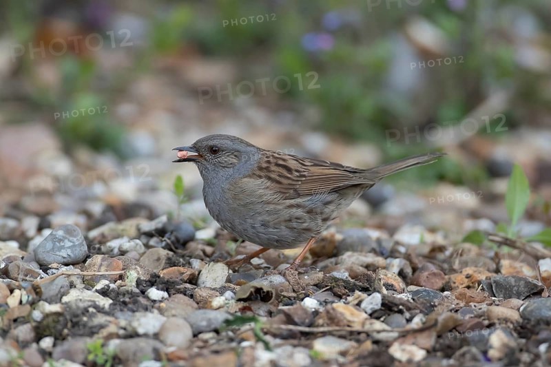 Dunnock (Prunella modularis) adult bird feeding on a garden shingle area, Suffolk, England, United Kingdom