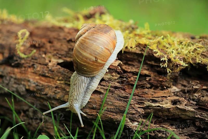 A snail crawls downwards over moss and tree bark in the grass, a Roman snail (Helix pomatia) on moss, Baden-Württemberg, Germany