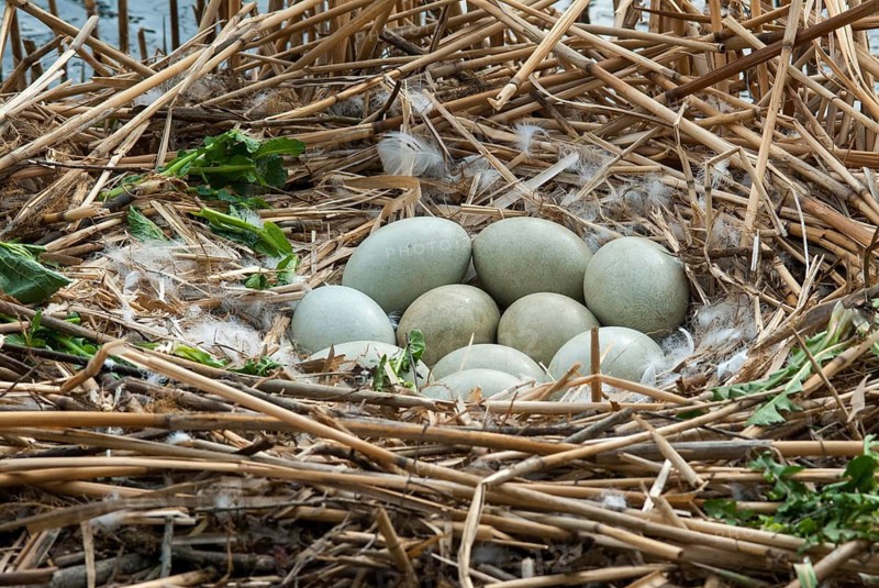 Cygnus olor, mute swan, anatidae, birds, breed, brood, eggs, duckbirds, clutches, cusp swan, swans, swans, birds, waterbirds, waterbirds