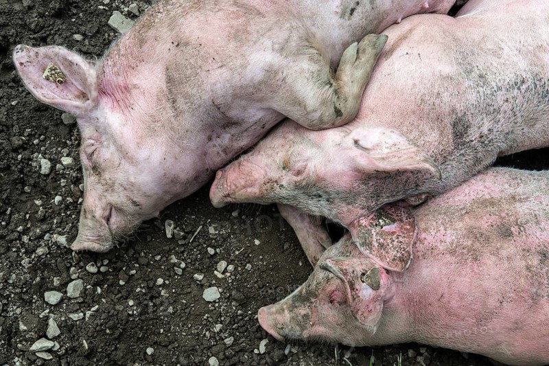 Pigs lie in front of the pigsty and sleep, Alpe Schlappold, Fellhorn, Oberstdorf, Oberallgäu, Allgäu, Bavaria, Germany