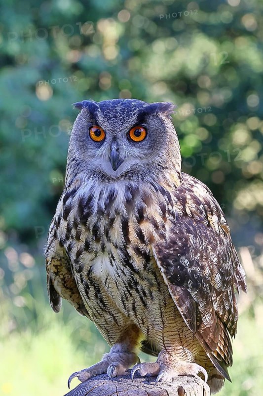 European eagle owl (Bubo bubo), perched on a post, Rhineland-Palatinate, Germany