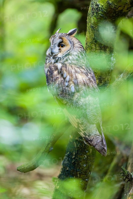 One long-eared owl (Asio otus), sitting on a branch of a tree, between green leaves