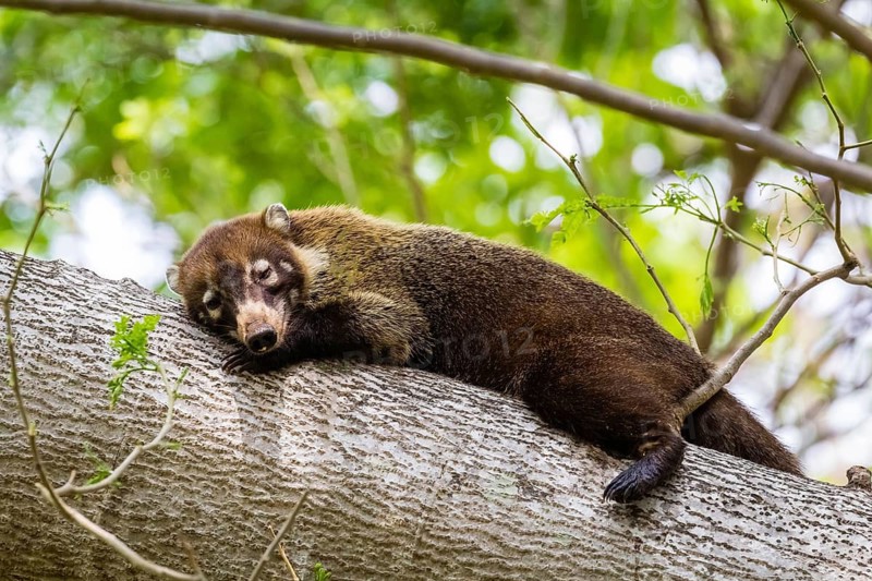 Central America, Costa Rica, white-nosed coati, animals, mammals, (Nasua narica), resting, tree, Palo Verde