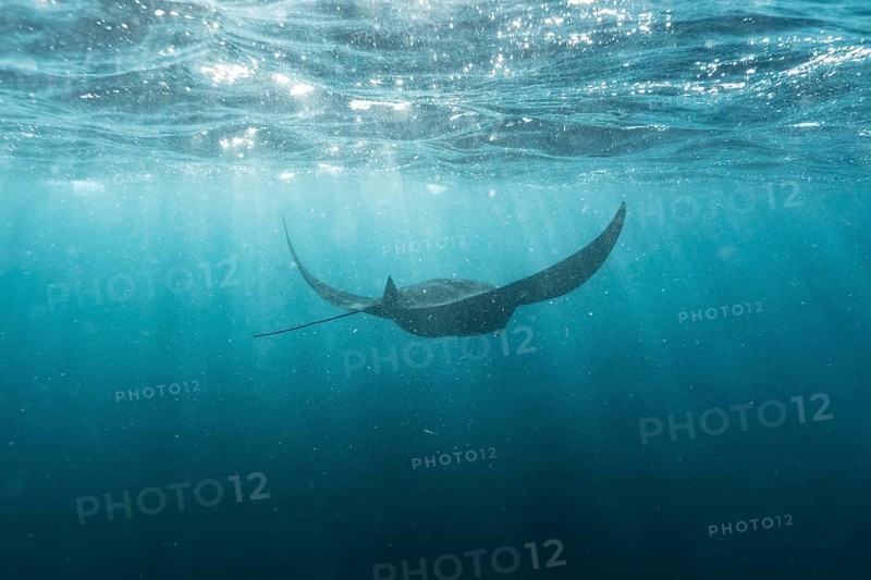 Underwater shot of manta rays with light rays, Komodo National Park, East Nusa-Tenggara, Indonesia