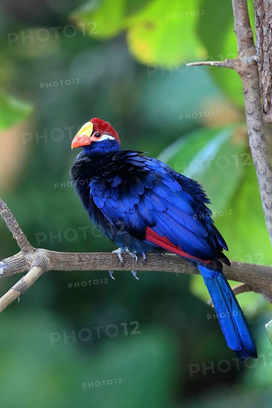 A bright blue bird with a red beak perched on a branch against a green background, the Shield Turaco (Musophaga violacea), adult, on a tree, alert, in captivity, South Africa