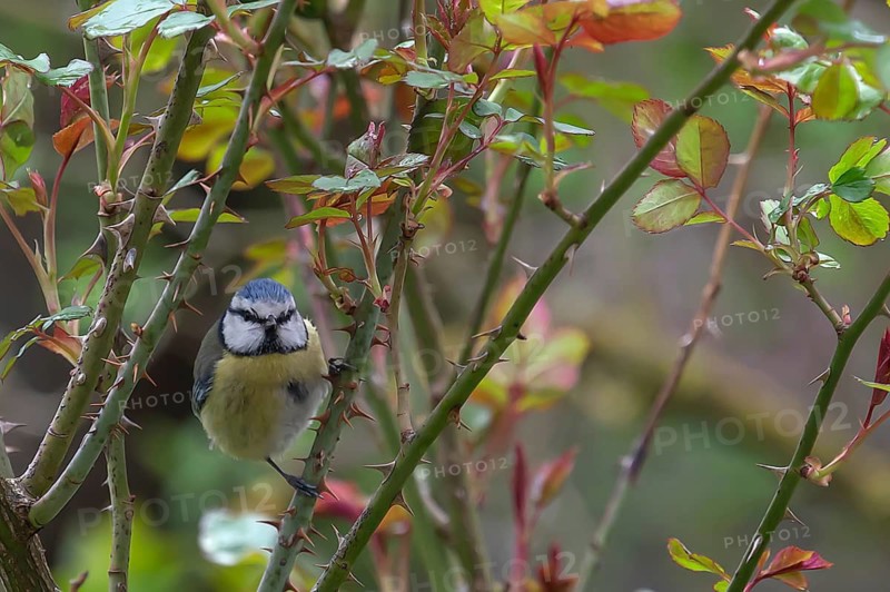 Blue tit (Cyanistes caeruleus) in a rose bush, Bavaria, Germany
