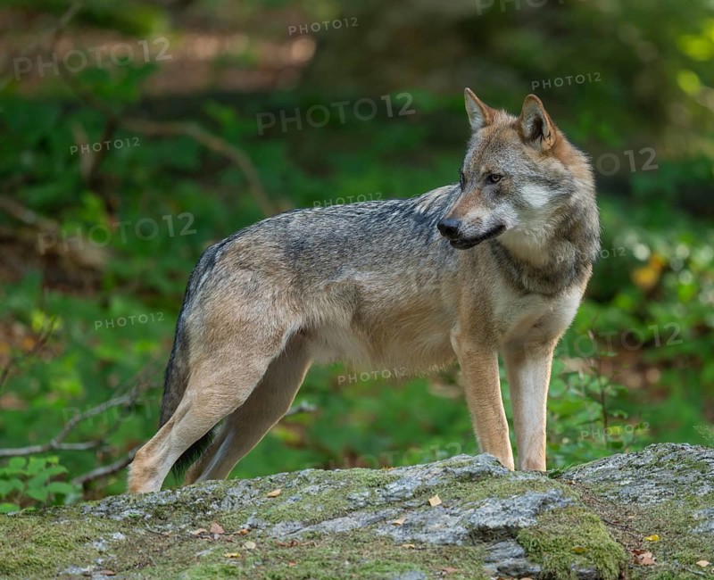 Wolf (Canis lupus) standing on a moss-covered rock and looking attentively, captive, Bavarian Forest National Park, Bavaria, Germany
