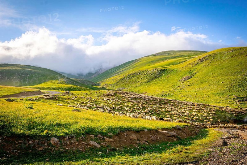 Flock of sheep in a countryside of Georgia surounded by scenic landscape.Georgia