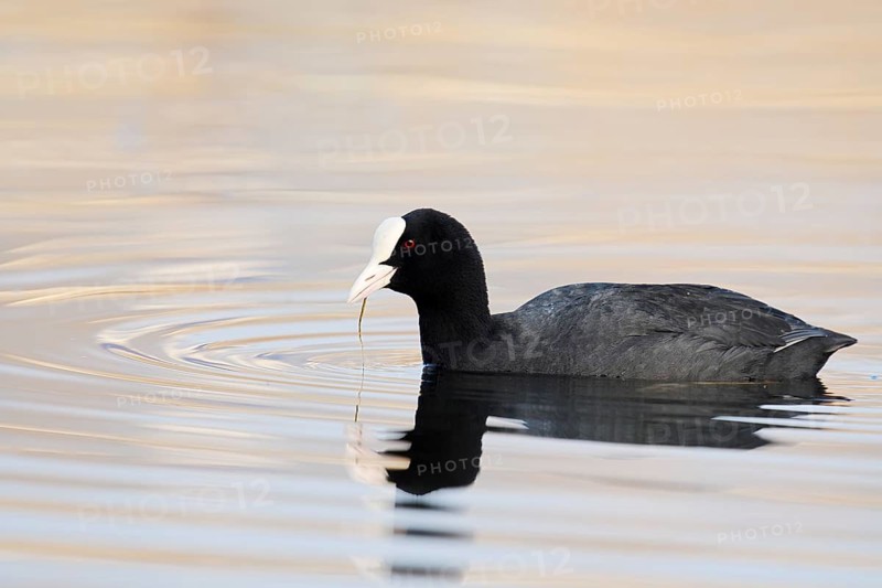 Eurasian Coot or coot rail (Fulica atra) swimming, North Rhine-Westphalia, Germany