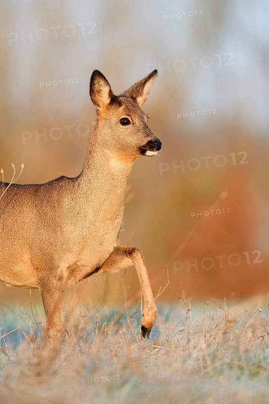 European roe deer (Capreolus capreolus), doe in winter, Lower Saxony, Germany