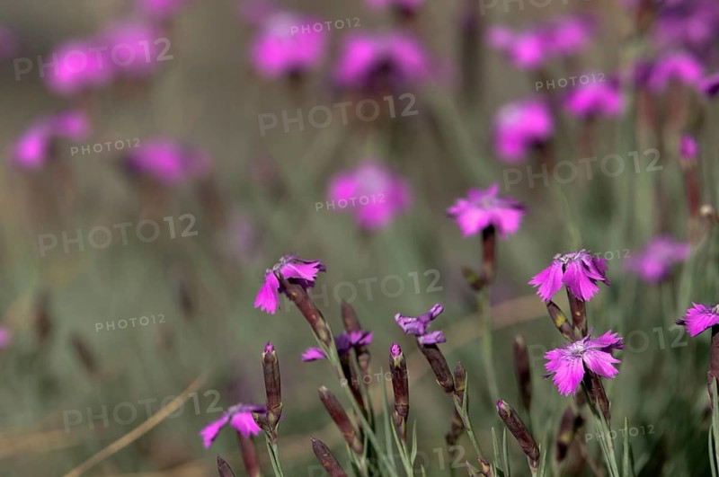 Caryophyllaceae, Cheddar Pink, Dianthus Gratianopolitanus, Rock Nails, Grenobler Carnation, Carnation, Peony Carnation, Flora, Plants