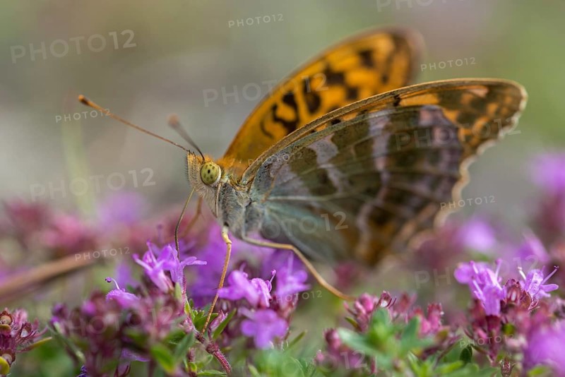 Argynnis Paphia, Kaisermantel, Silver-Washed Fritillary, Butterfly, Insects, Butterfly, Butterflies, Butterflies