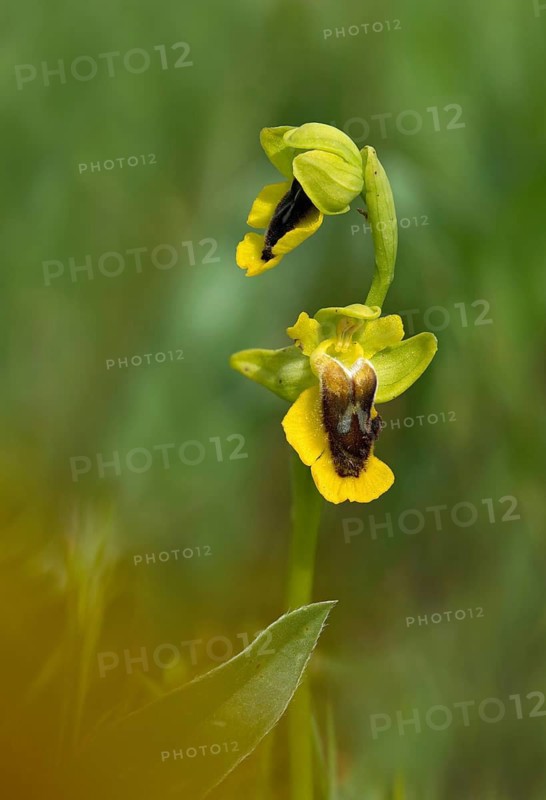 Yellow ragwort, granelli, Italy, ophrys lutea, orchidaceae, orchids, orchid plants, Pantani Cuba and longarini, yellow bee orchid, migratory bird sanctuary Pantani Cuba & longarini, flora, high size, portrait format, Italy, plants, plants, Sicily, foundation for biodiversity