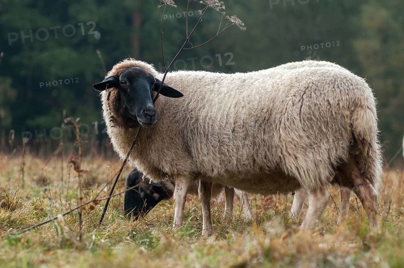 Artiodactyla, domestic sheep, even-toed ungulate, domestic sheep, Ovis Gmelini aries sspec., cloven-hoofed, rhön sheep, domesticated animals, extensive grazing, pet, mammals, sheep, sheep, sheep, mammals, wild pastures