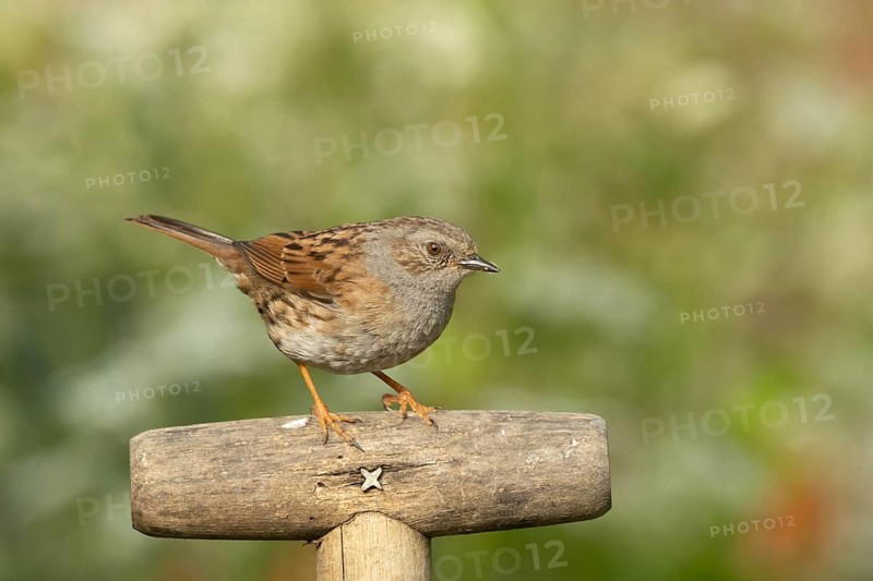 Dunnock or Hedge sparrow (Prunella modularis) adult garden bird on a fork handle, Suffolk, England, United Kingdom