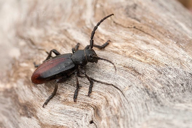 Dorcadion hybridum, Erbock spec.1, beetle, longhorn beetle, Greece, insects, insects, beetles