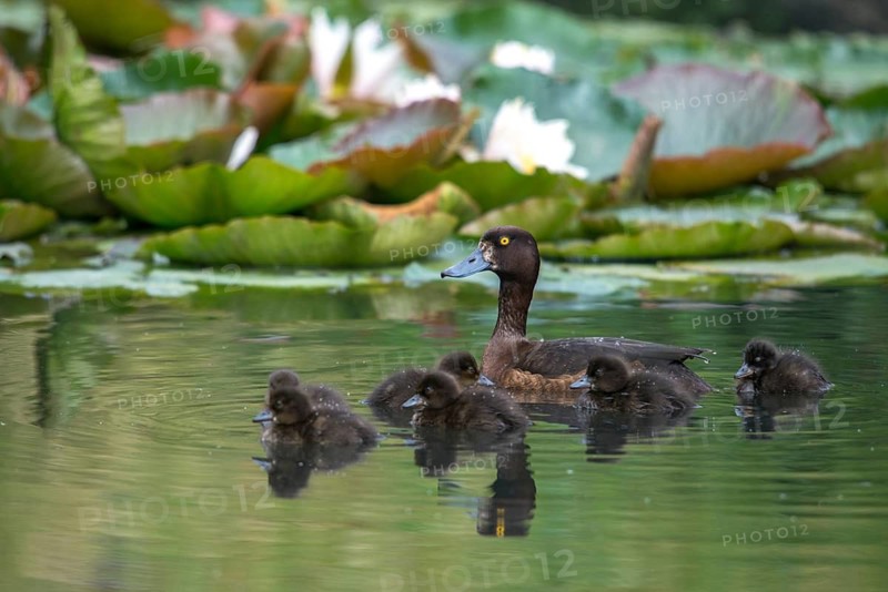 Aythya fuligula, dune cub, heron duck, tufted duck, anatidae, birds, ducks, ducks, duck birds, female, pullus, birds, waterbirds, waterbirds, female