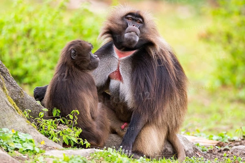 Gelada (Theropithecus gelada) male and female sitting together on the ground, captive, distribution africa