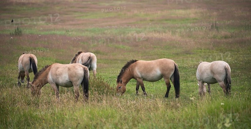 Asian wild horse, Equus Przewalskii, Mongolian wild horse, odd-toed ungulates, perissodactyla, Przewalski's horse, tachi, horses, mammals, horses, mammals, impair ungulates