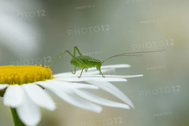 Speckled bush cricket (Leptophyes punctatissima) adult insect on an Oxeye daisy flower in summer, Suffolk, England, United Kingdom