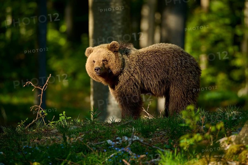 A bear standing in the sunlight amongst the trees in the forest, European brown bear (Ursus arctos), Slovenia
