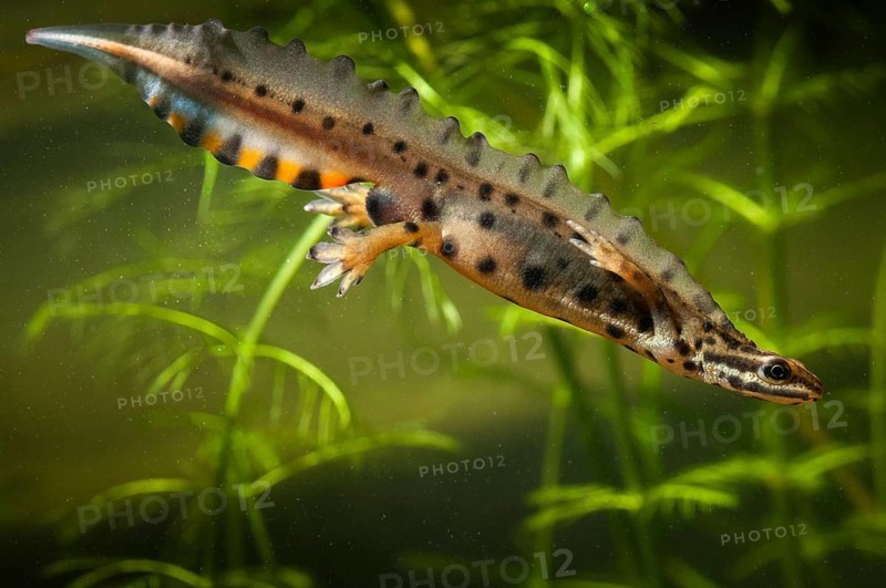 Lissotriton vulgaris, smooth newt, triturus vulgaris, amphibians, amphibians, amphibians, amphibians, amphibians, males, males