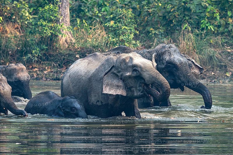 Wild elephant herd with young animal at watering hole, Asian elephant, Elephas maximus, Bardia National Park, jungle, jungle, Nepal