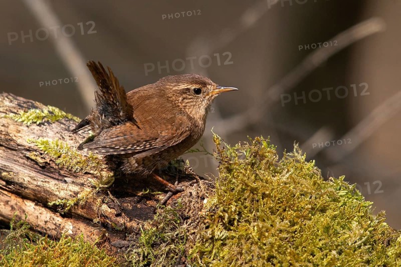 Troglodytes troglodytes, wren, birds, passeri, songbirds, songbirds, birds