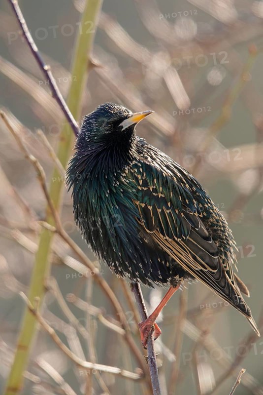 Star, Starling, Sturnus Vulgaris, Birds, High Size, Portrait, Passeri, Songbirds, Birds