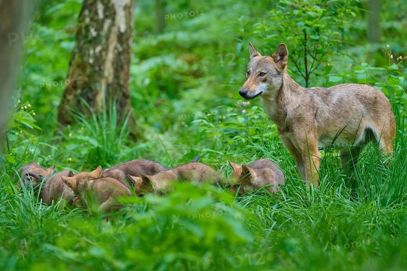 A female wolf watches over her pups in the forest, summer, wolf (Canis lupus), Germany