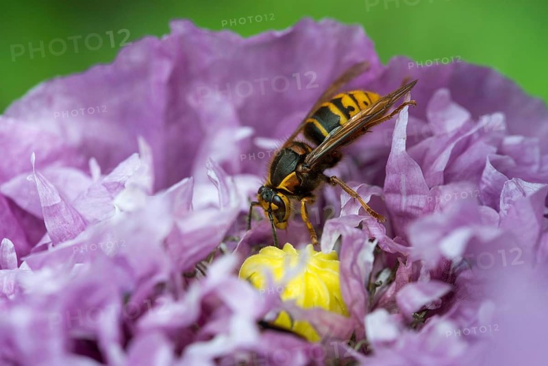 European hornet, hymenoptera, vespa crabro, hymenoptera, wasps, hornet, insects, insects