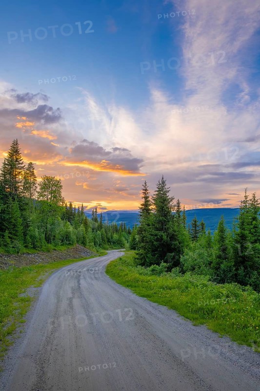 View along a dirt road leading through a forest in the mountains at sunset, Gol, Halligdal, Buskerud, Norway