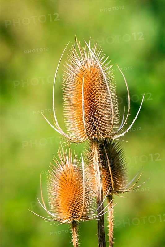 Plants, Wild teasel (Dipsacus fullonum), Germany